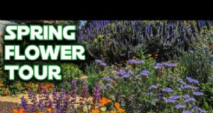 I migliori fiori blu tolleranti all ombra:una guida per il giardiniere 