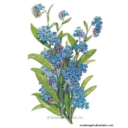 Las mejores flores azules tolerantes a la sombra:una guía del jardinero 