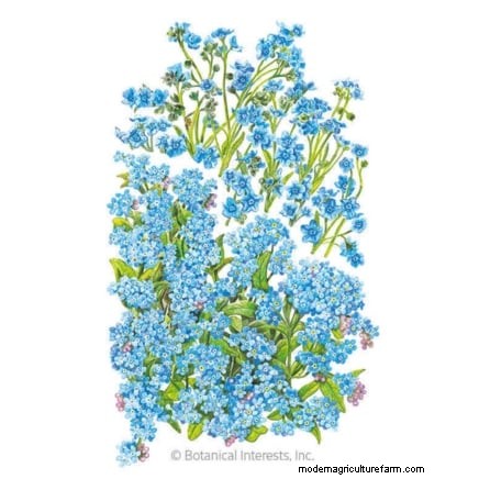 Las mejores flores azules tolerantes a la sombra:una guía del jardinero 