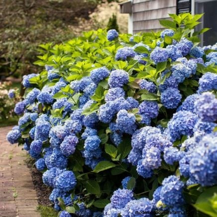 Las mejores flores azules tolerantes a la sombra:una guía del jardinero 