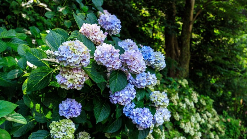 Las mejores flores azules tolerantes a la sombra:una guía del jardinero 