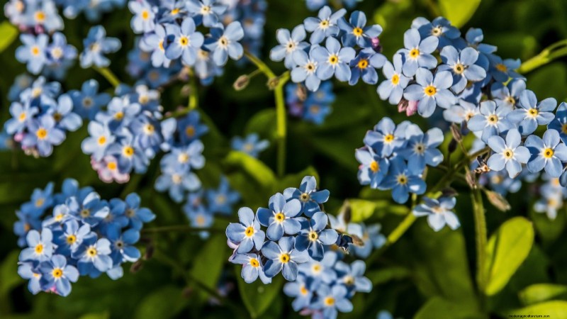 Las mejores flores azules tolerantes a la sombra:una guía del jardinero 