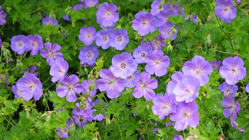 Las mejores flores azules tolerantes a la sombra:una guía del jardinero 