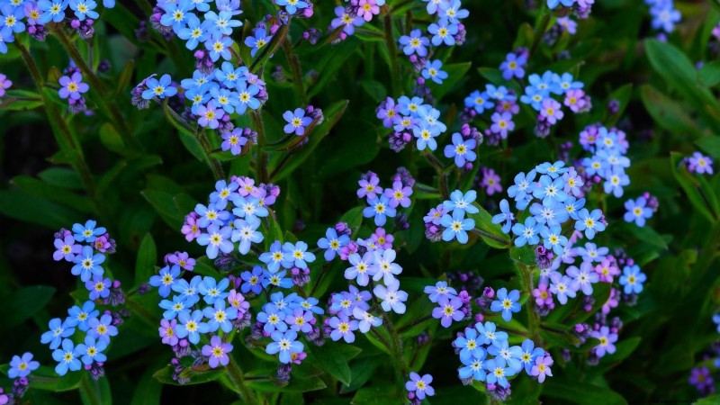 Las mejores flores azules tolerantes a la sombra:una guía del jardinero 