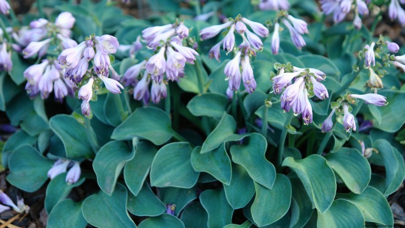 Las mejores flores azules tolerantes a la sombra:una guía del jardinero 