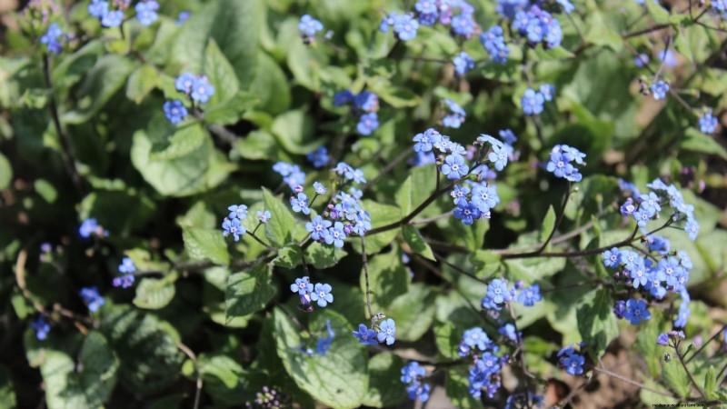 Las mejores flores azules tolerantes a la sombra:una guía del jardinero 