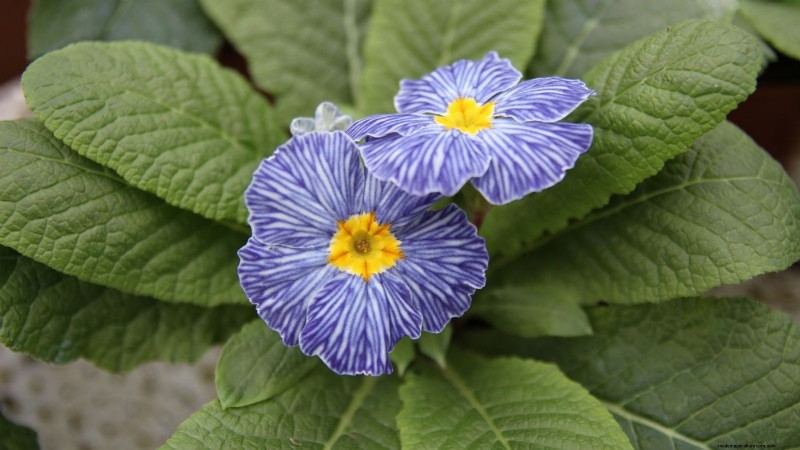 Las mejores flores azules tolerantes a la sombra:una guía del jardinero 