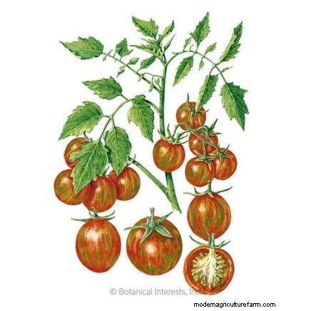 Pomodoro con gocce di cioccolato:guida alla semina, alla coltivazione e alla cura 