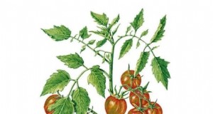 Pomodoro con gocce di cioccolato:guida alla semina, alla coltivazione e alla cura 