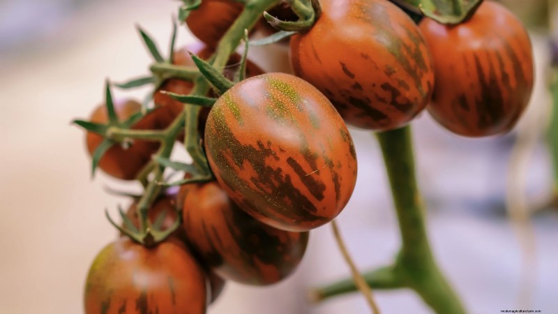 Pomodoro con gocce di cioccolato:guida alla semina, alla coltivazione e alla cura 