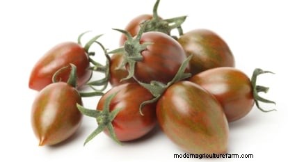 Pomodoro con gocce di cioccolato:guida alla semina, alla coltivazione e alla cura 