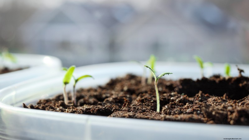 Pomodoro con gocce di cioccolato:guida alla semina, alla coltivazione e alla cura 