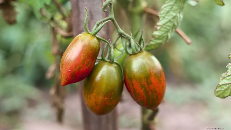 Pomodoro con gocce di cioccolato:guida alla semina, alla coltivazione e alla cura 