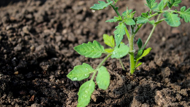 Pomodoro con gocce di cioccolato:guida alla semina, alla coltivazione e alla cura 