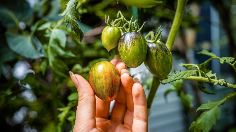 Pomodoro con gocce di cioccolato:guida alla semina, alla coltivazione e alla cura 