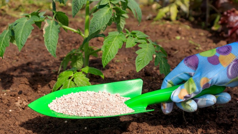 Pomodoro con gocce di cioccolato:guida alla semina, alla coltivazione e alla cura 