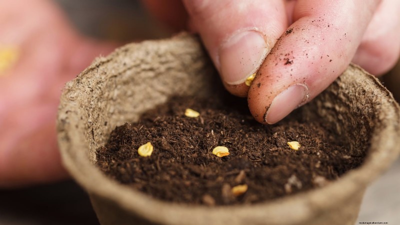 Pomodoro con gocce di cioccolato:guida alla semina, alla coltivazione e alla cura 