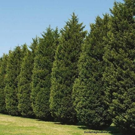 Leyland-Zypresse:Leitfaden zum Pflanzen, Wachsen und Pflegen 