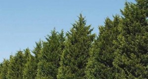 レイランド サイプレス:植え付け、成長、手入れガイド 