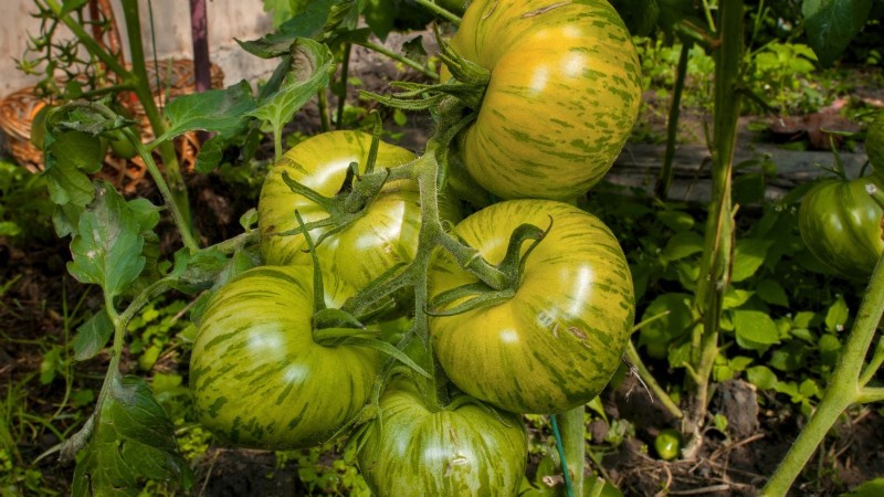 バークレーのタイダイトマトを育てる:植え付け、手入れ、風味 