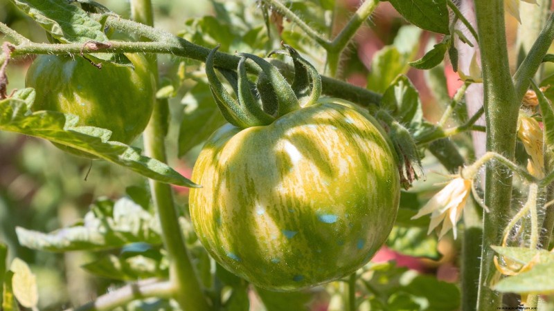 バークレーのタイダイトマトを育てる:植え付け、手入れ、風味 