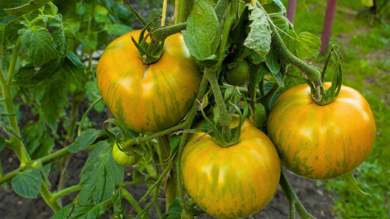 バークレーのタイダイトマトを育てる:植え付け、手入れ、風味 