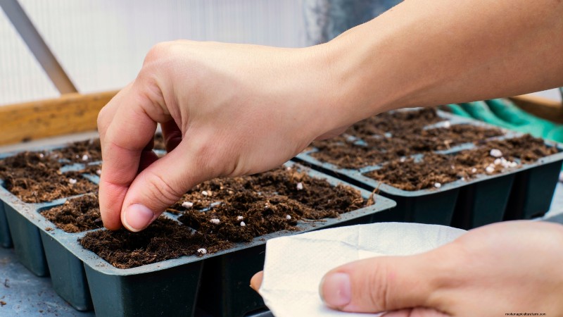 バークレーのタイダイトマトを育てる:植え付け、手入れ、風味 