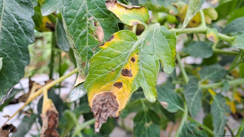バークレーのタイダイトマトを育てる:植え付け、手入れ、風味 