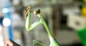 庭にいる有益な緑の昆虫を特定する 