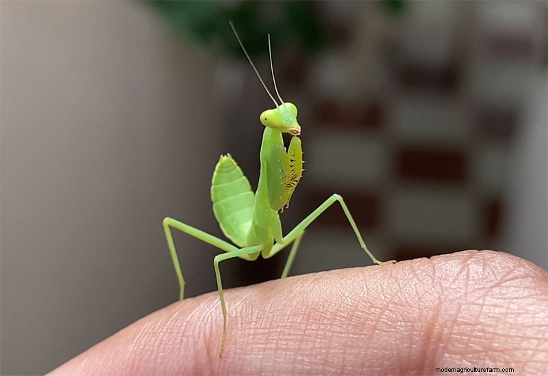 庭にいる有益な緑の昆虫を特定する 