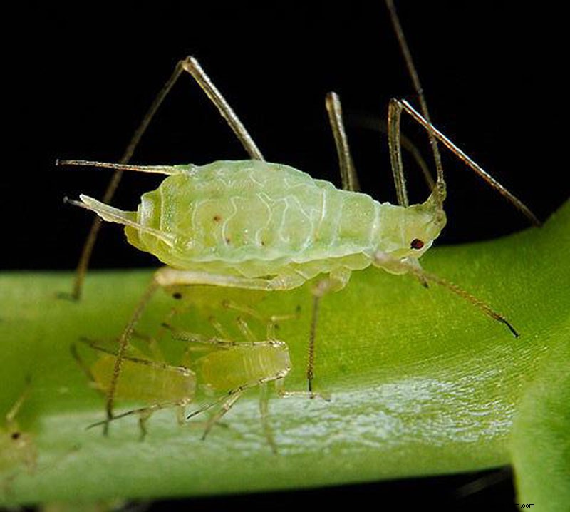 庭にいる有益な緑の昆虫を特定する 