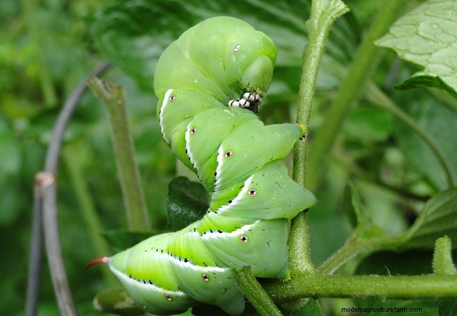 庭にいる有益な緑の昆虫を特定する 