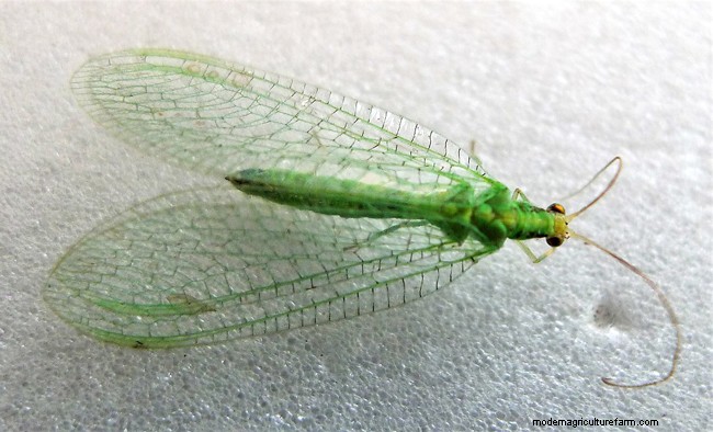 庭にいる有益な緑の昆虫を特定する 