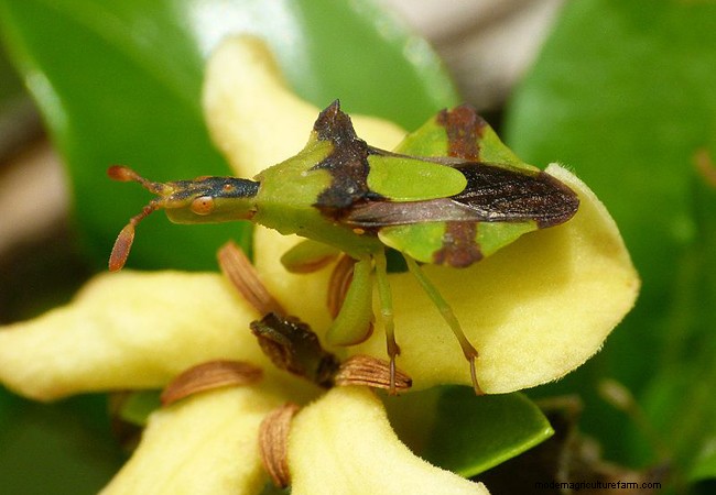 庭にいる有益な緑の昆虫を特定する 