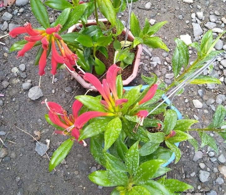 Aeschynanthus Radicans Care:een uitgebreide gids voor lippenstiftplanten 