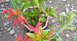 Aeschynanthus Radicans Care:een uitgebreide gids voor lippenstiftplanten 