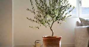 Cura dell olivo indoor:una guida completa alla coltivazione dell olivo in casa 