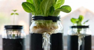 Sla kweken zonder aarde:de eenvoudige Kratky-methode (Mason Jar) 