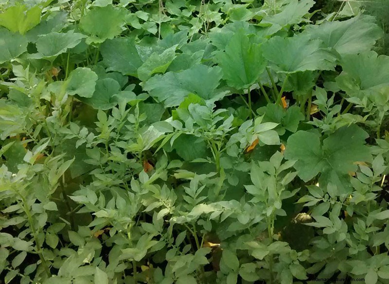 Prevención del atornillado en verduras y hierbas:una guía completa 