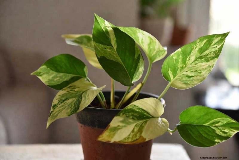 Manjula Pothos Care:een uitgebreide gids voor bloeiende bonte Pothos 