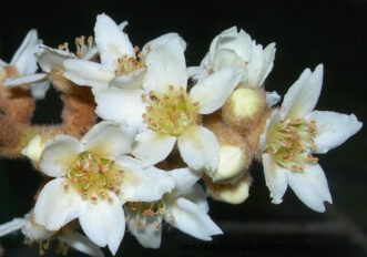 Loquat kweekgids:verzorging, teelt en planten | Clemson Universiteit 