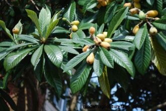 Loquat kweekgids:verzorging, teelt en planten | Clemson Universiteit 