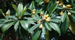 Loquat kweekgids:verzorging, teelt en planten | Clemson Universiteit 
