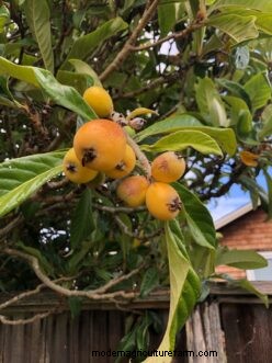 Loquat kweekgids:verzorging, teelt en planten | Clemson Universiteit 