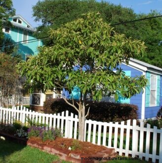 Loquat kweekgids:verzorging, teelt en planten | Clemson Universiteit 