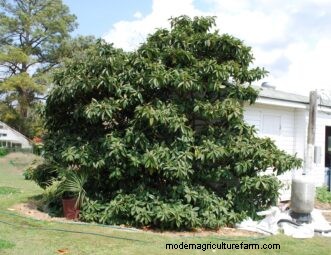 Loquat kweekgids:verzorging, teelt en planten | Clemson Universiteit 