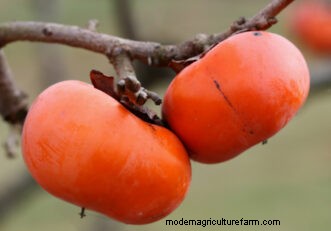 Kweekgids voor Persimmon voor South Carolina:inheemse en oosterse variëteiten 