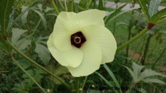 Leitfaden zum Anbau von Okra in South Carolina:Pflanzen, Pflege und Ernte 