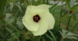 サウスカロライナ州のオクラ栽培ガイド:植え付け、手入れ、収穫 