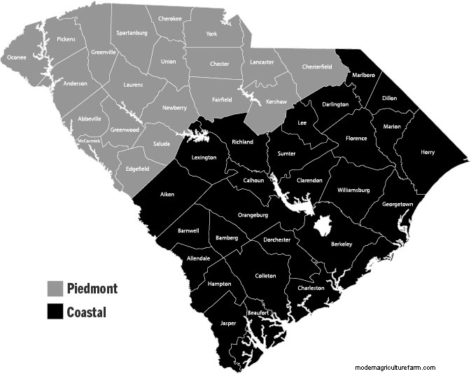 Leitfaden zum Anbau von Okra in South Carolina:Pflanzen, Pflege und Ernte 